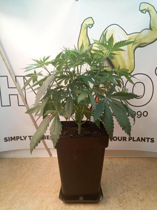 Sweet City Seeds. Week 4 - 28.