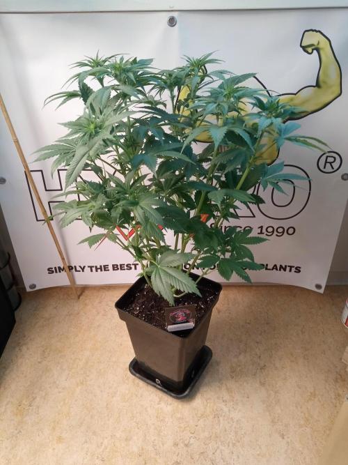 Sweet City Seeds. Week 5 - 39.
