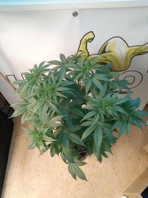 Sweet City Seeds. Week 5 - 39.