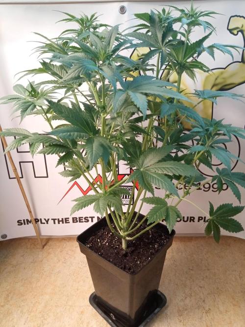 Sweet City Seeds. Week 5 - 39.