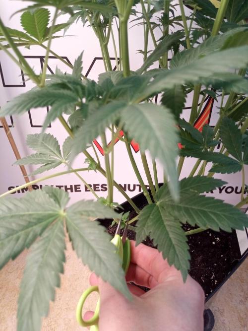 Sweet City Seeds. Week 5 - 39.