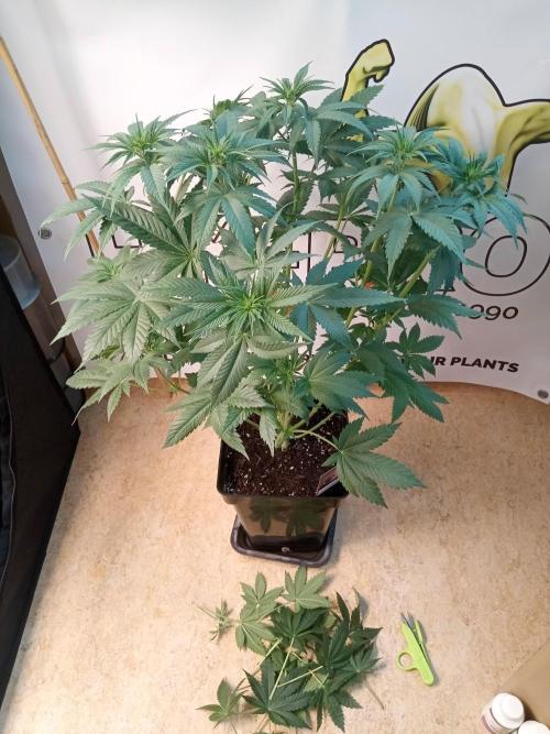 Sweet City Seeds. Week 5 - 39.