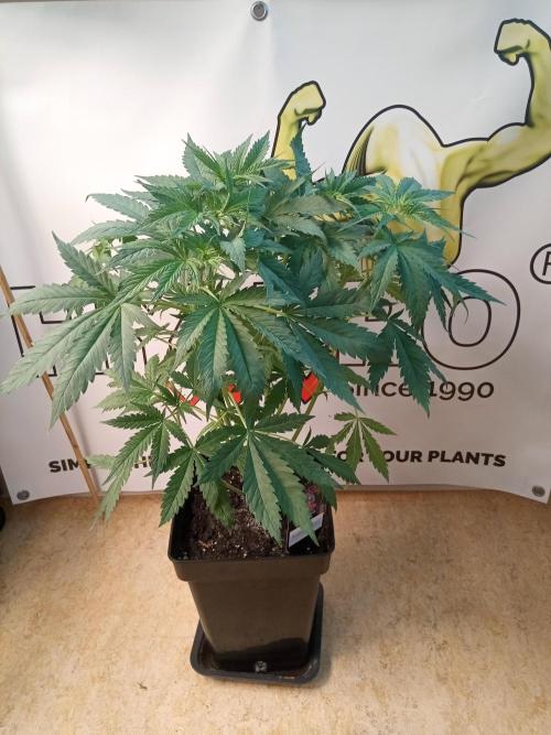 Sweet City Seeds. Week 4 - 32.