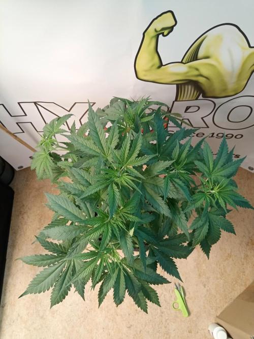 Sweet City Seeds. Week 4 - 32.