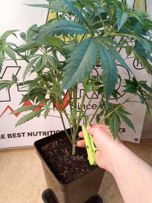 Sweet City Seeds. Week 4 - 32.