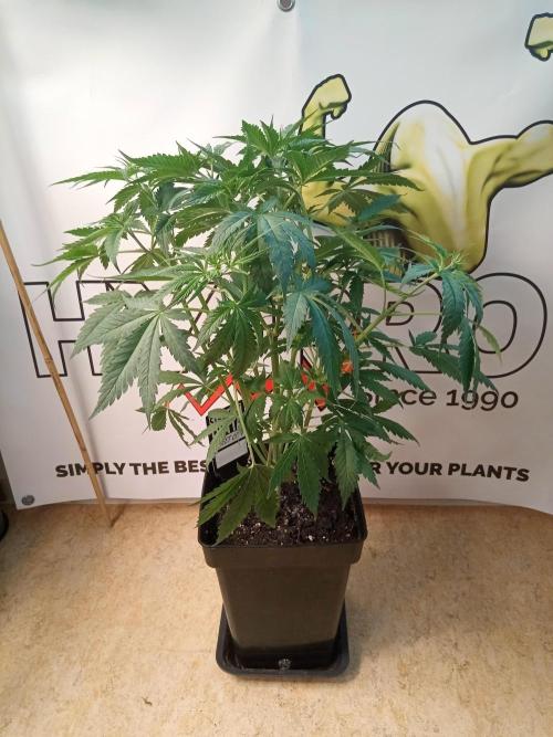 Sweet City Seeds. Week 4 - 32.