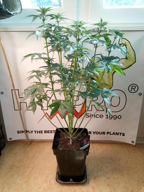 Sweet City Seeds. Week 6 - 42.