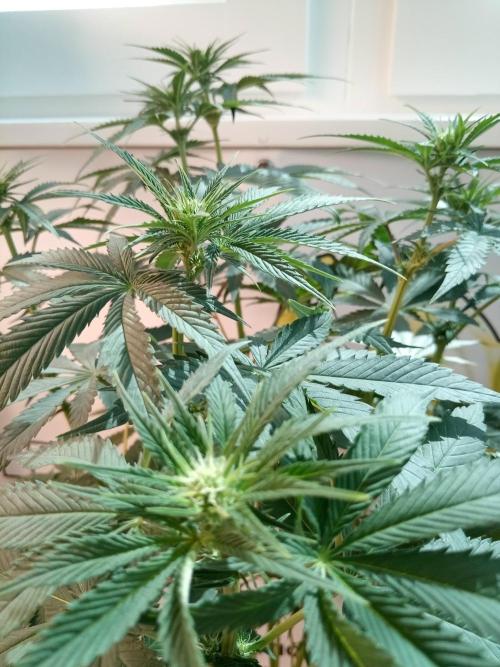 Sweet City Seeds. Week 6 - 42.