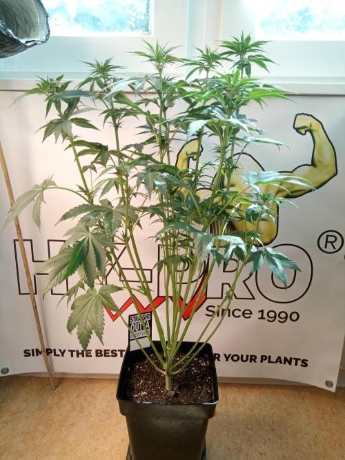 Sweet City Seeds. Week 6 - 42.