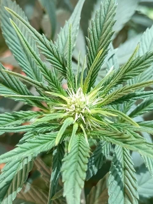 Sweet City Seeds. Week 6 - 42.