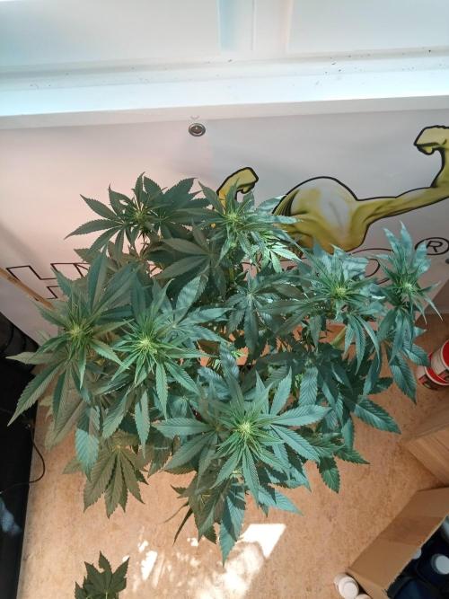 Sweet City Seeds. Week 6 - 42.