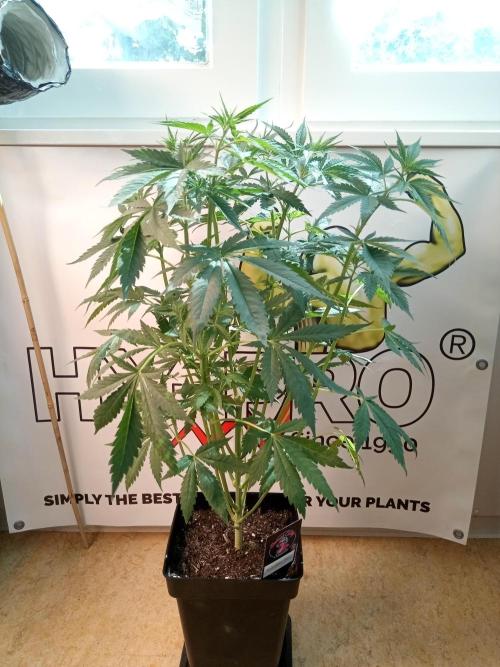 Sweet City Seeds. Week 5 - 35.