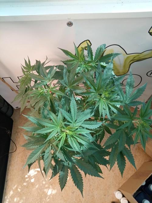 Sweet City Seeds. Week 5 - 35.