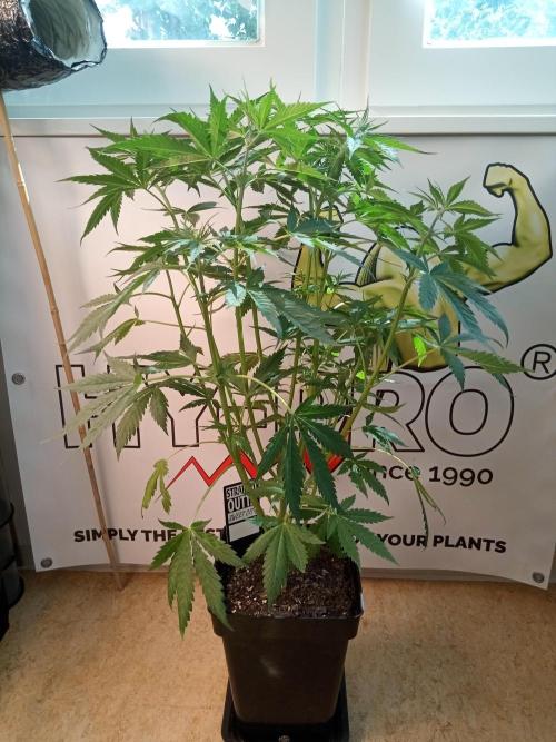 Sweet City Seeds. Week 5 - 35.