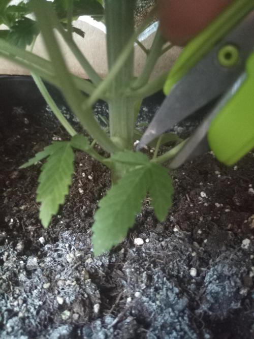 Blue Zenith. Week 3