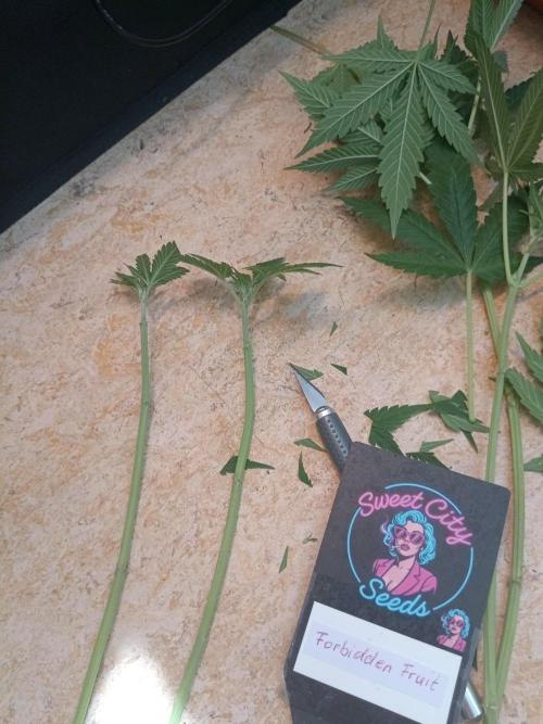 Sweet City Seeds. Week 5 - 40.