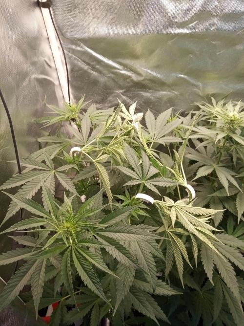 Sweet City Seeds. Week 5 - 41.
