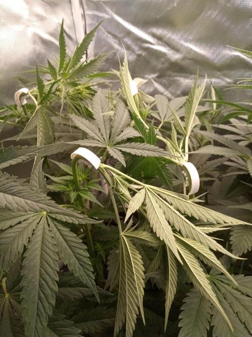 Sweet City Seeds. Week 5 - 41.
