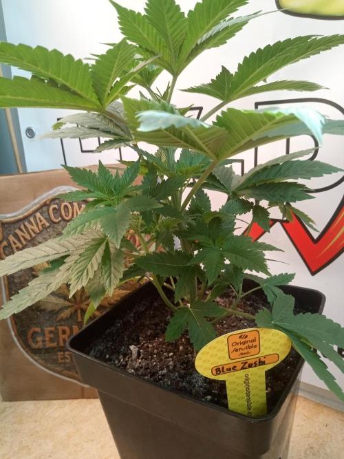 CCG OSS Projekt. Week 4 - 28.