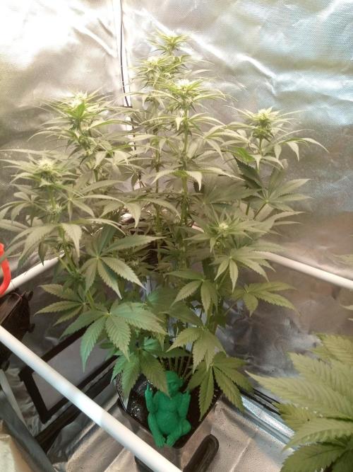 Sweet City Seeds. Week 7 - 49.