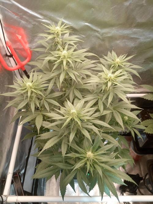 Sweet City Seeds. Week 7 - 49.