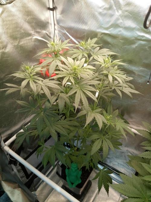 Sweet City Seeds. Week 6 - 42.