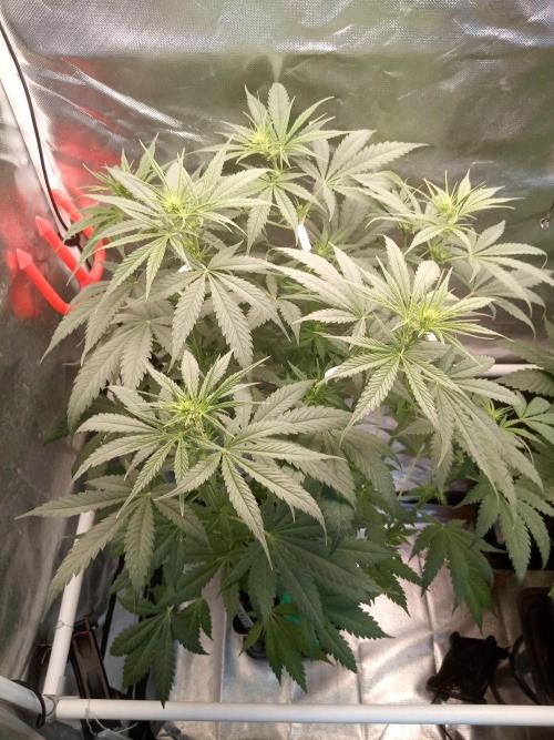 Sweet City Seeds. Week 6 - 42.