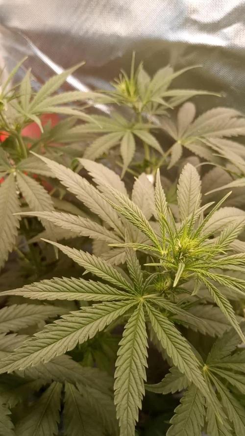 Sweet City Seeds