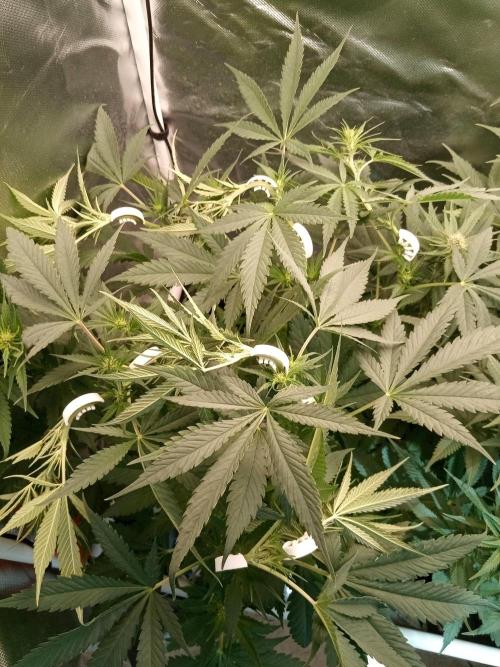 Sweet City Seeds. Week 6 - 43.