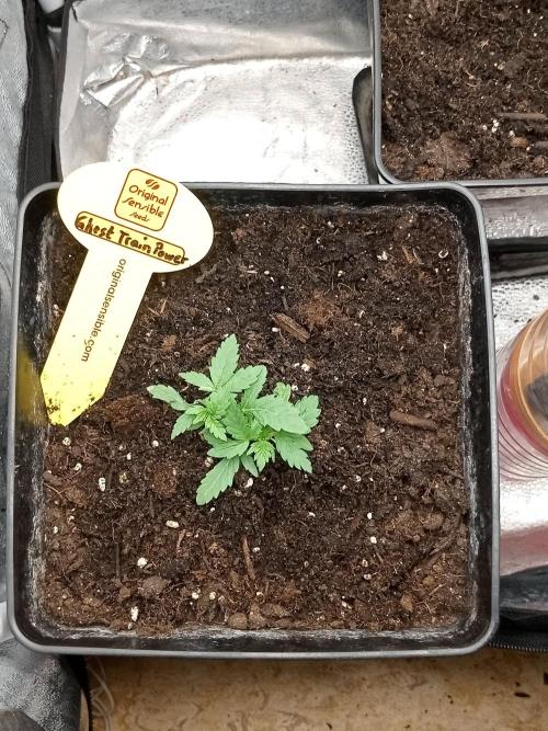 CCG OSS Projekt. Week 4 - 28.