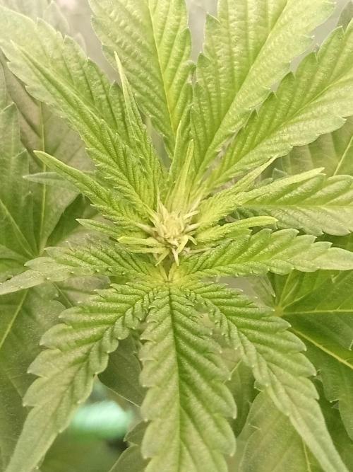 Blue Zenith. Week 5