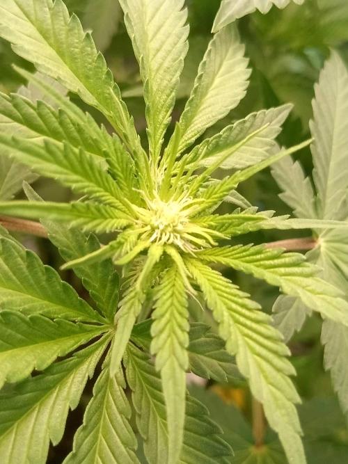 CCG OSS Projekt. Week 5 - 40.