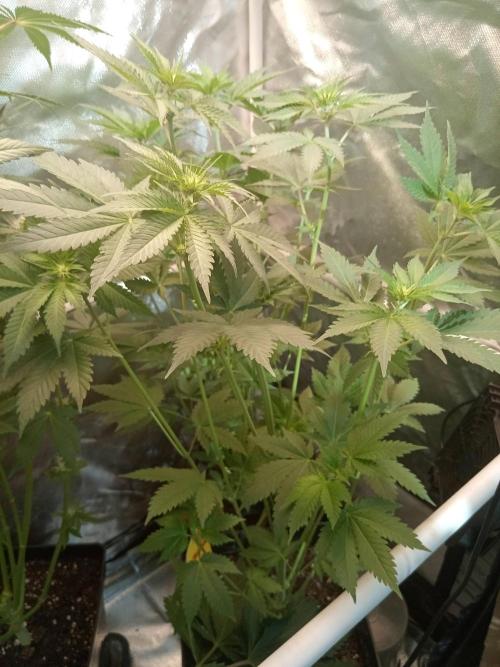 Pink Rozay. Week 5
