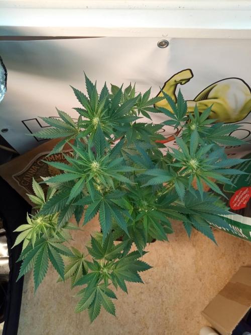CCG OSS Projekt. Week 6 - 42.