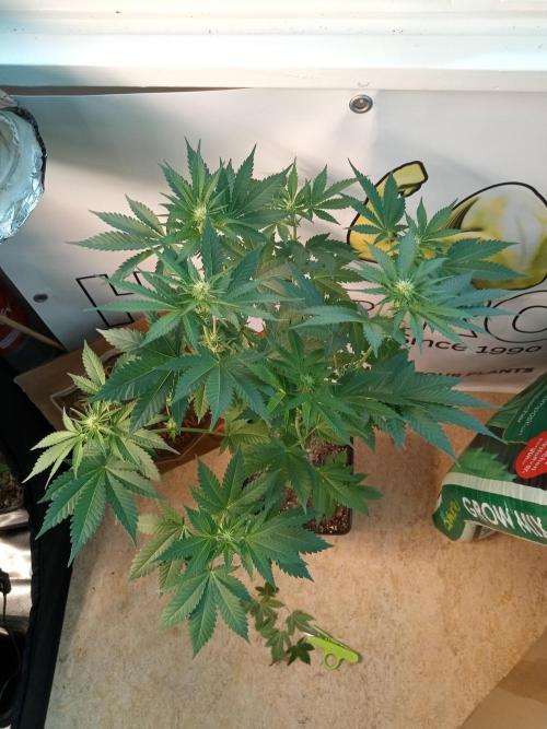Pink Rozay. Week 6