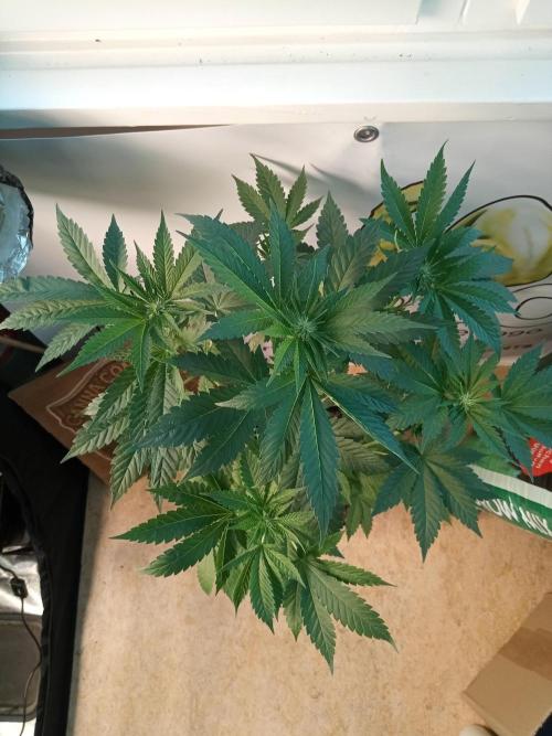 CCG OSS Projekt. Week 6 - 42.