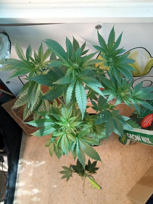 Blue Zenith. Week 6