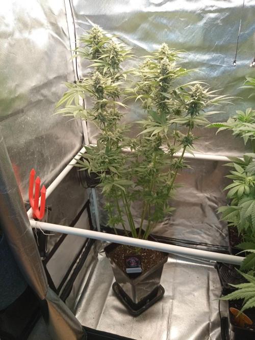 Sweet City Seeds. Week 9 - 63.
