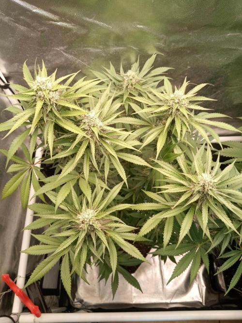 Sweet City Seeds. Week 9 - 63.