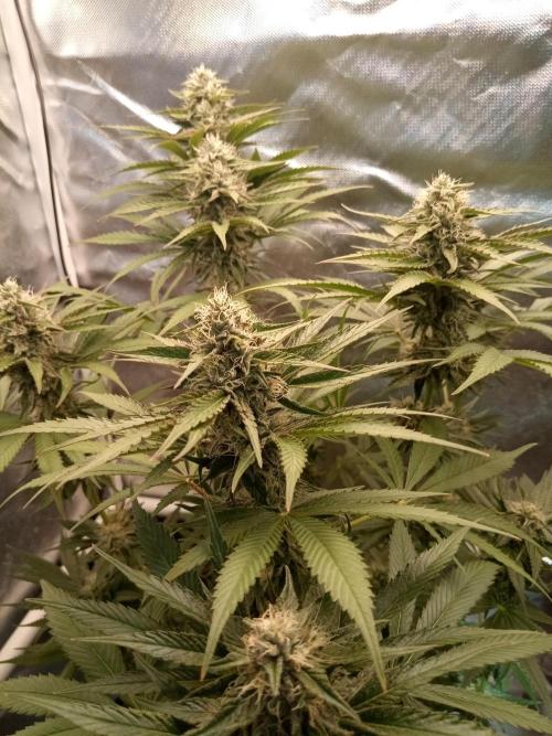 Sweet City Seeds. Week 9 - 63.