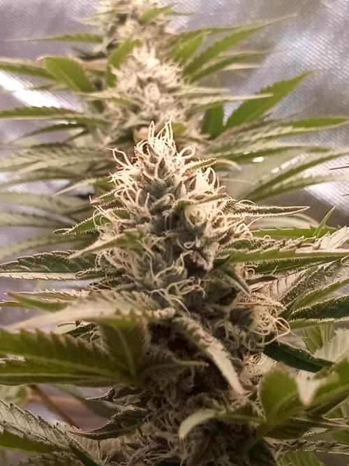 Sweet City Seeds. Week 9 - 63.