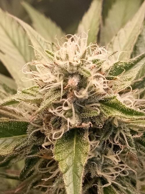 Sweet City Seeds. Week 9 - 63.