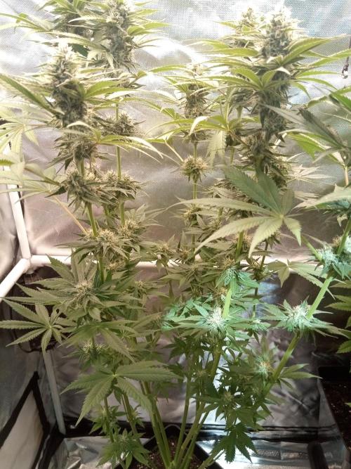 Sweet City Seeds. Week 9 - 63.