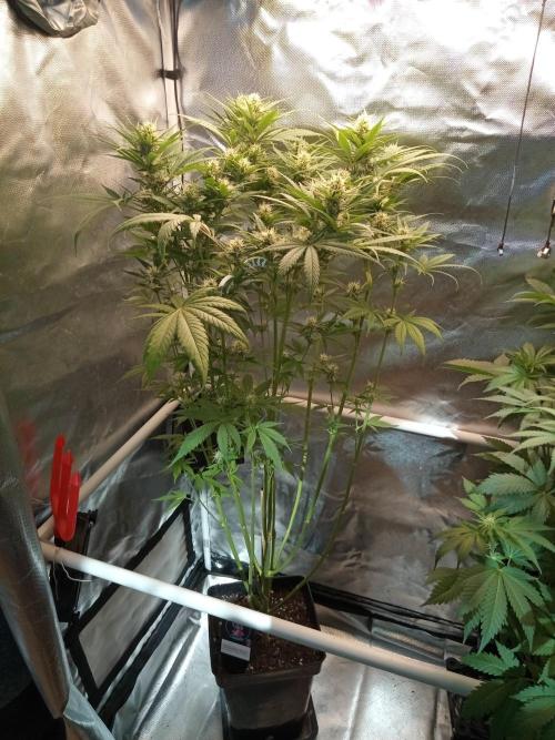 Sweet City Seeds. Week 8 - 56.