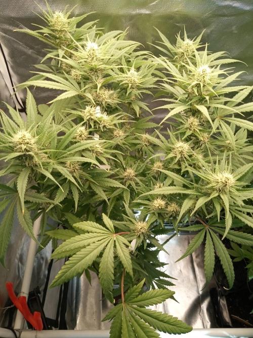 Sweet City Seeds. Week 8 - 56.