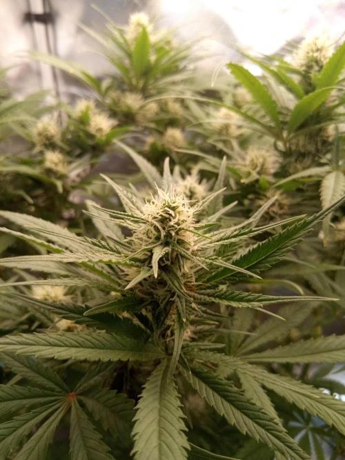 Sweet City Seeds. Week 8 - 56.