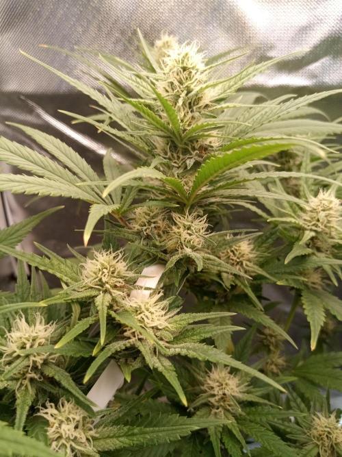 Sweet City Seeds. Week 8 - 56.