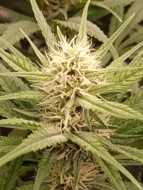 Sweet City Seeds. Week 8 - 56.