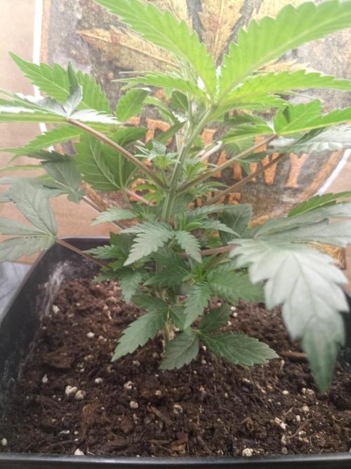 Ghost Train Power. Week 6