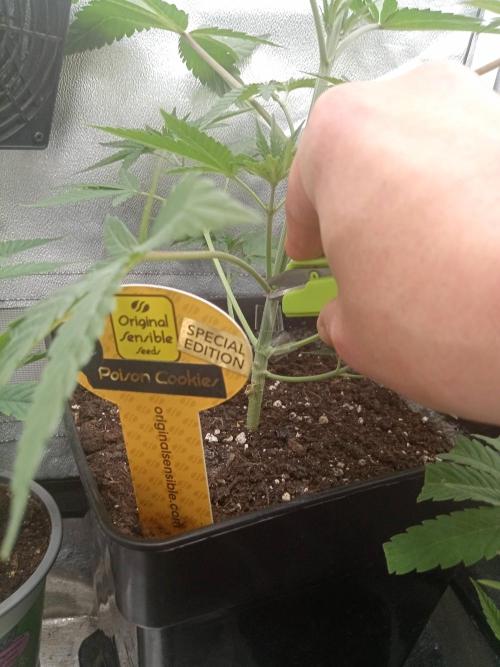 Poison Cookies. Week 4